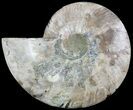 Cut Ammonite Fossil (Half) - Cyber Monday Deal! #49900-1